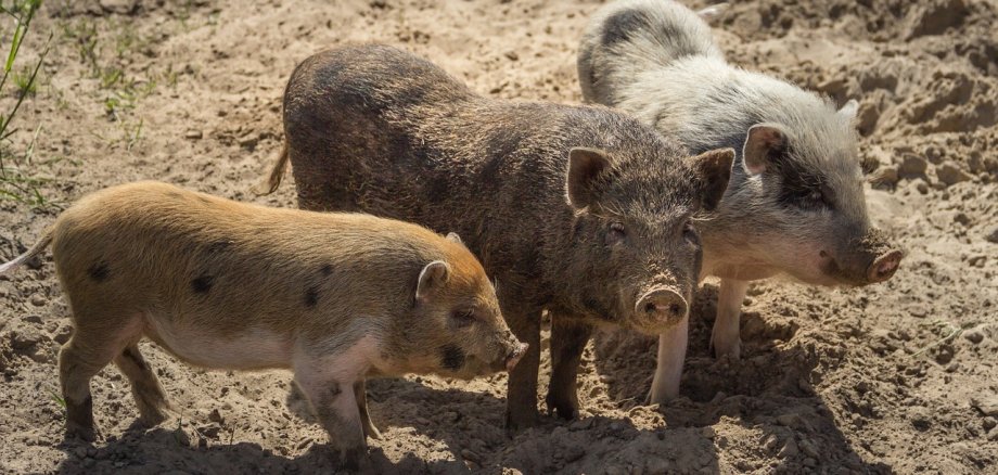 Foto drei kleiner Ferkel