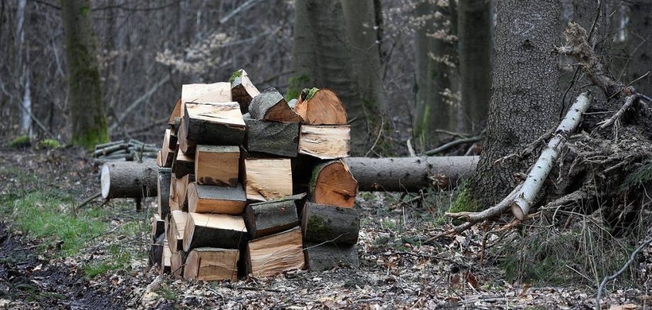 gestapelte Holzstücke im Wald