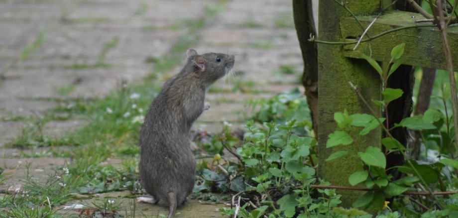 Foto einer Ratten auf einem Gehweg