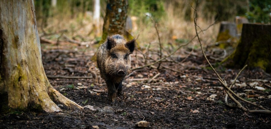 Foto eines Wildschweins im Wald